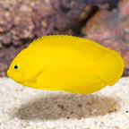 Yellow Angelfish  (click for more detail)