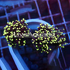 Yellow Tip Torch Coral Solomon (click for more detail)