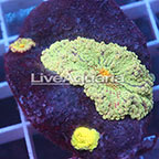 Ricordea Mushroom Coral Solomon (click for more detail)