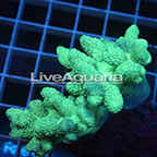 Pineapple Tree Coral Solomon (click for more detail)