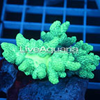 Pineapple Tree Coral Solomon (click for more detail)