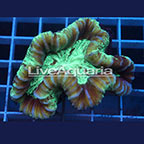 Open Brain Coral Solomon (click for more detail)