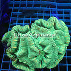 Open Brain Coral Solomon (click for more detail)