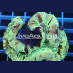 Open Brain Coral Solomon (click for more detail)
