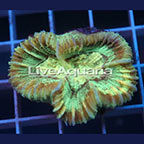 Open Brain Coral Solomon (click for more detail)