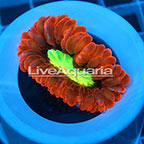 Cynarina Button Coral Solomon (click for more detail)