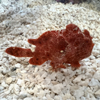 Red Anglerfish (click for more detail)