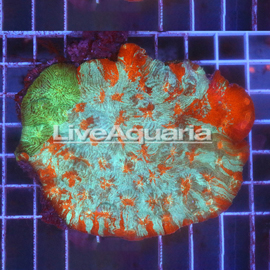 Chalice Coral Solomon (click for more detail)