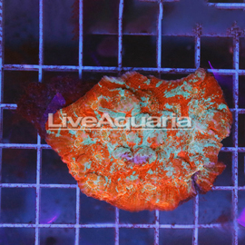 Chalice Coral Solomon (click for more detail)