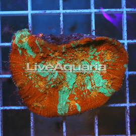 Chalice Coral Solomon (click for more detail)