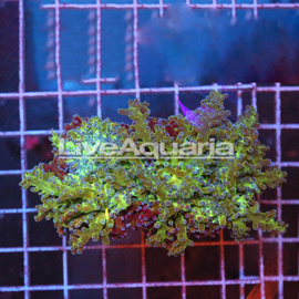 Green and Orange Frogspawn Coral Solomon (click for more detail)