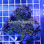 Zoanthus Coral Solomon (click for more detail)