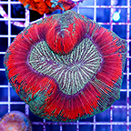 Open Brain Coral Indonesia (click for more detail)