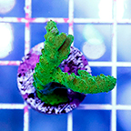 USA Cultured Acropora Coral (click for more detail)