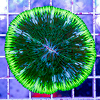 Short Tentacle Plate Coral (click for more detail)