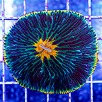 Short Tentacle Plate Coral (click for more detail)