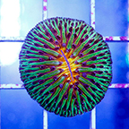 Short Tentacle Plate Coral (click for more detail)