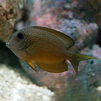 Two Spot Bristletooth Tang (click for more detail)