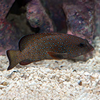 Blue Dot Grouper (click for more detail)