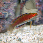 Katherine's Fairy Wrasse (click for more detail)