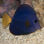 Purple Tang (click for more detail)
