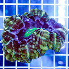 Cynarina Button Coral Indonesia (click for more detail)