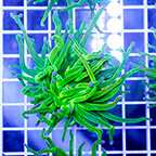 Torch Coral (click for more detail)