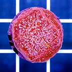USA Cultured Chalice Coral (click for more detail)