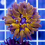 Long Tentacle Plate Coral (click for more detail)