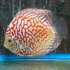 Red Spotted Discus  (click for more detail)