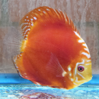 Red Panda Pigeon Discus (click for more detail)