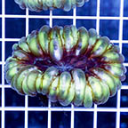 Cynarina Button Coral (click for more detail)