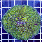 Short Tentacle Plate Coral (click for more detail)