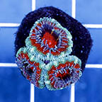 USA Cultured Acan Lord Coral (click for more detail)