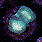 USA Cultured Goniastrea Coral (click for more detail)