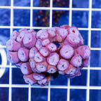 Tube Coral, Pink (click for more detail)
