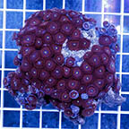 Zoanthus Polyps Coral (click for more detail)