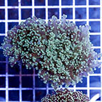 Frogspawn Coral (click for more detail)