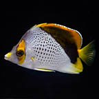 Declivis Butterflyfish, 2.75 (click for more detail)