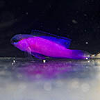 Black Cap Basslet, 1.75 (click for more detail)