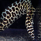 Tessalata Eel, 15 (click for more detail)