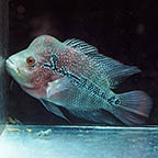 Flowerhorn Cichlid (click for more detail)