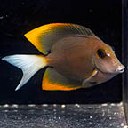 Bristletooth Tomini Tang, 3.25 (click for more detail)