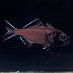 Twofin Flashlight Fish 3.75 (click for more detail)