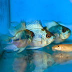 Electric Blue Ram Cichlid (Group of 3) EXPERT ONLY (click for more detail)