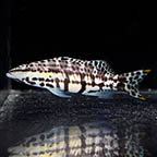 Harlequin Bass, 3.5 (click for more detail)