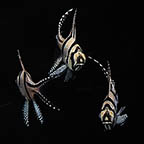 Kaudern's Cardinalfish, 1.5 Trio (click for more detail)