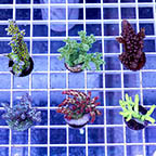 USA Cultured Ultra Assorted SPS Coral 6 Pack (click for more detail)
