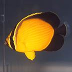 Arabian Butterflyfish, 2 EXPERT ONLY (click for more detail)