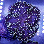 Ritteri Anemone Purple (click for more detail)